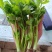 芹菜苗，包技术指导，包成活率，包质量，包服务，规格齐全