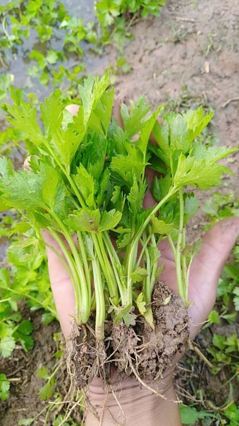 芹菜苗，包技术指导，包成活率，包质量，包服务，规格齐全