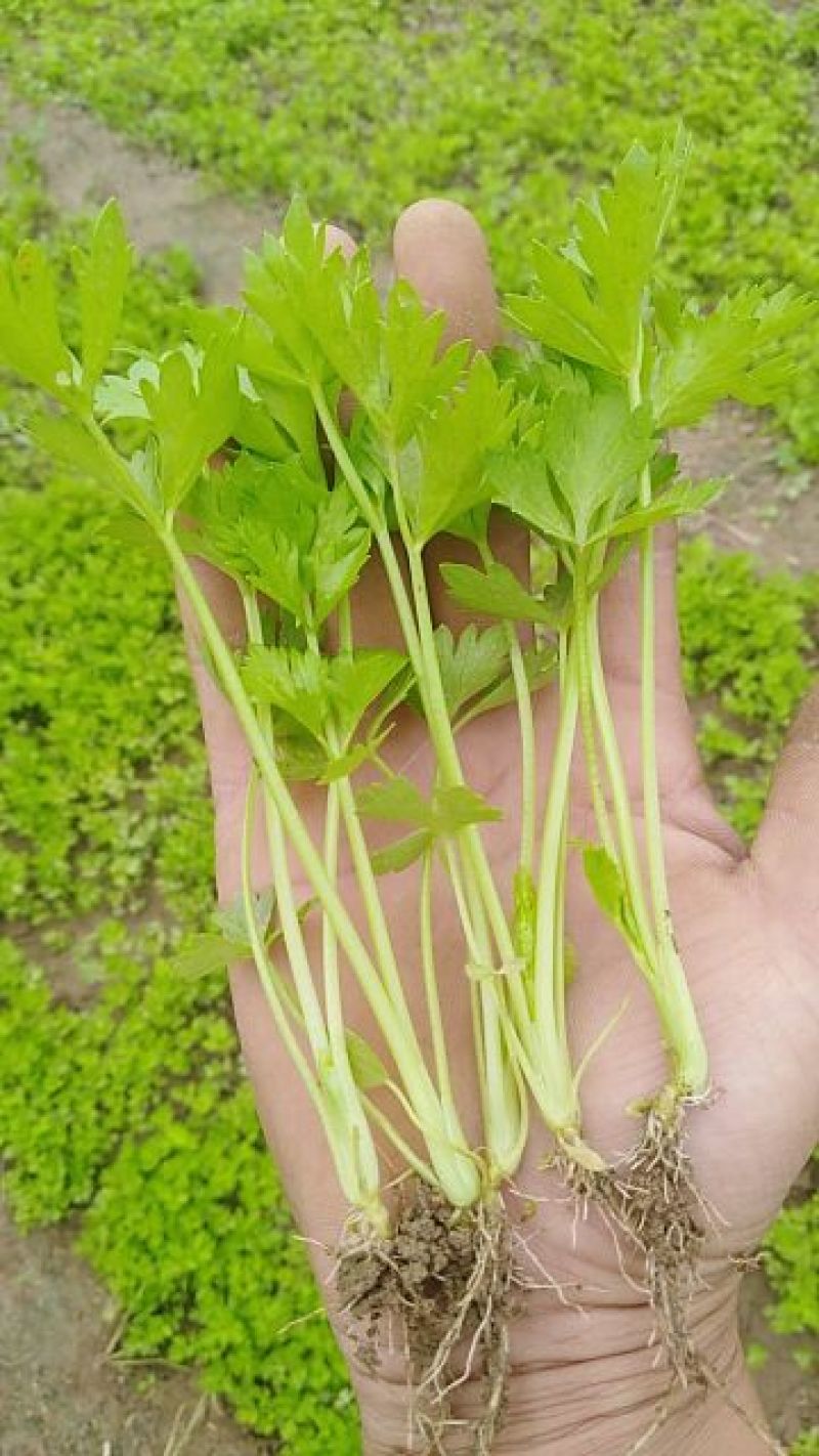 芹菜苗，包技术指导，包成活率，包质量，包服务，规格齐全