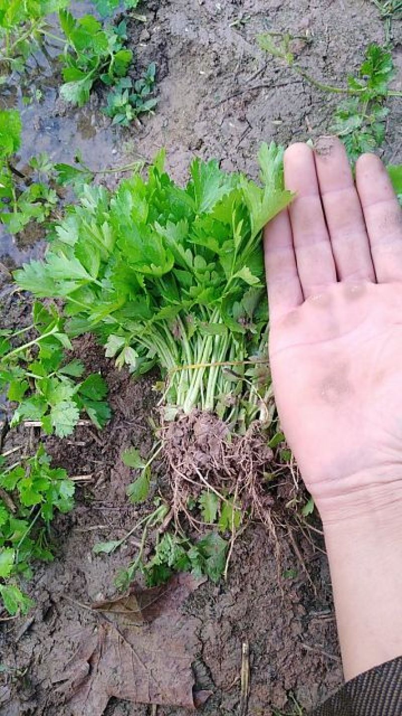 包品种，优质芹菜苗，质优价廉，量大从优，货源稳定，包成活