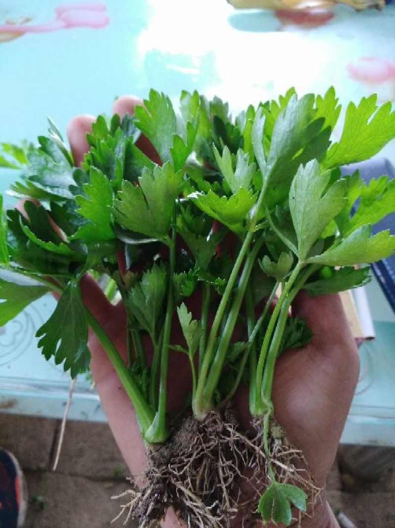 包品种，优质芹菜苗，质优价廉，量大从优，货源稳定，包成活