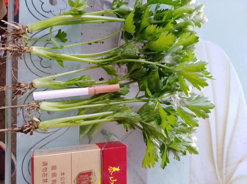 包品种，优质芹菜苗，质优价廉，量大从优，货源稳定，包成活