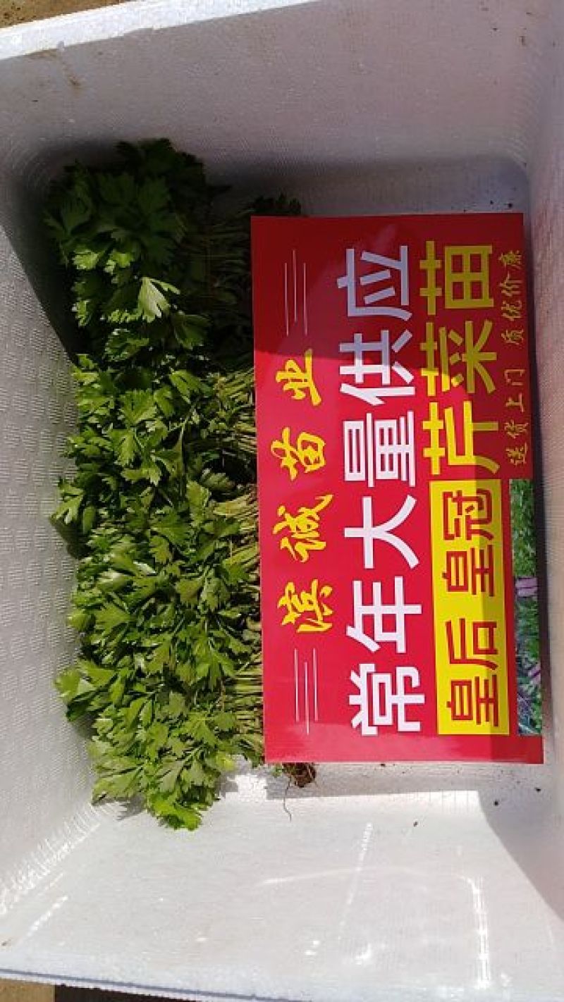 包品种，优质芹菜苗，质优价廉，量大从优，货源稳定，包成活