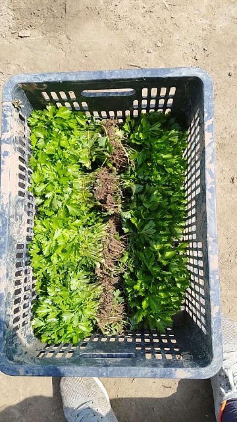包品种，优质芹菜苗，质优价廉，量大从优，货源稳定，包成活