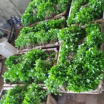 包品种，优质芹菜苗，质优价廉，量大从优，货源稳定，包成活
