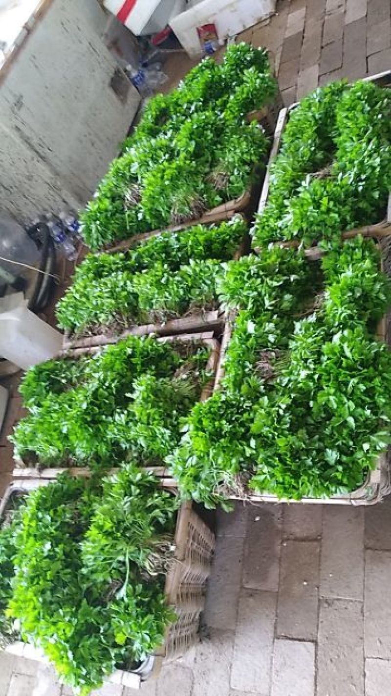 包品种，优质芹菜苗，质优价廉，量大从优，货源稳定，包成活
