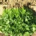 大叶香菜20~25厘米以上