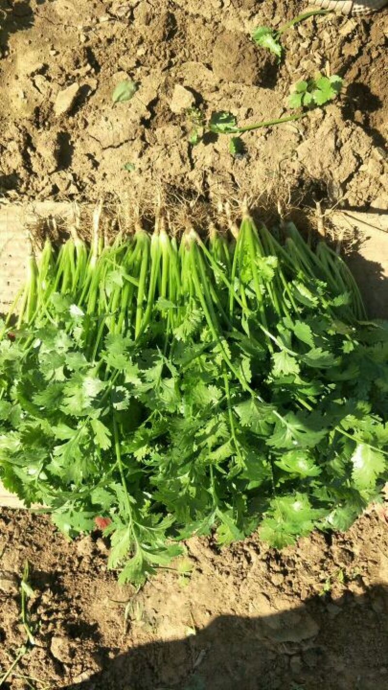 大叶香菜20~25厘米以上