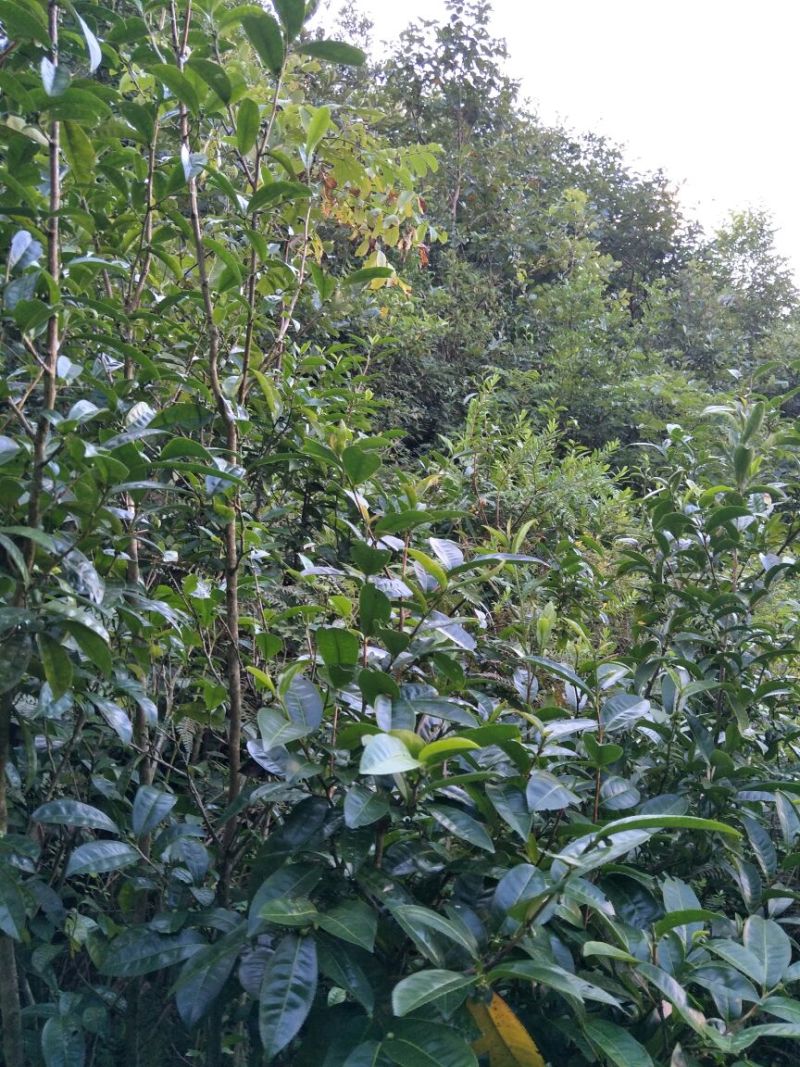 古树茶特级