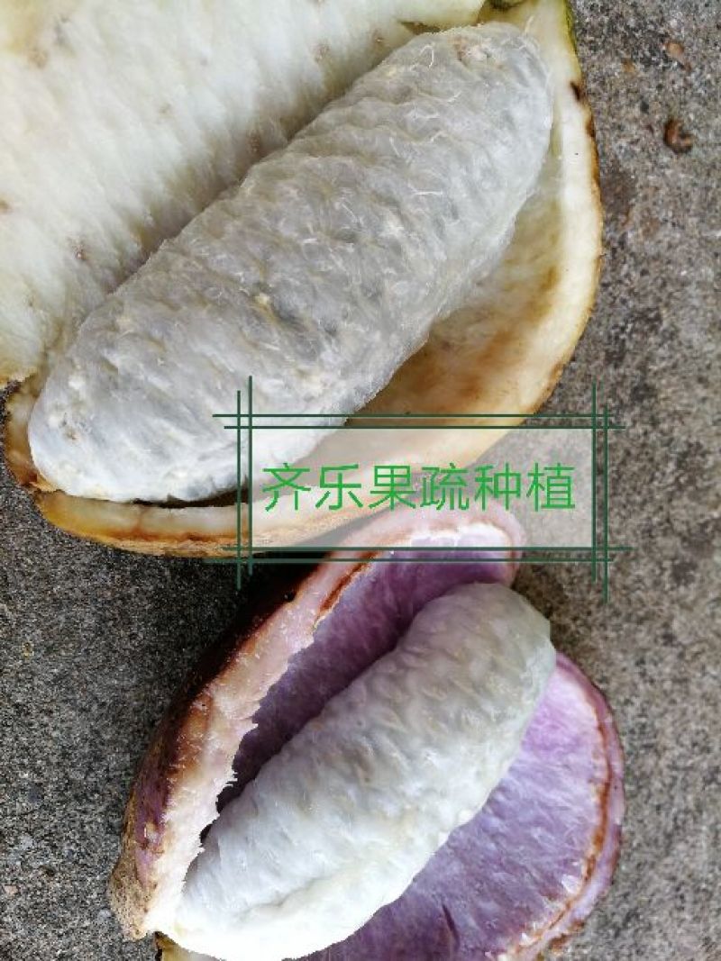 三叶木通苗八月瓜栽培苗