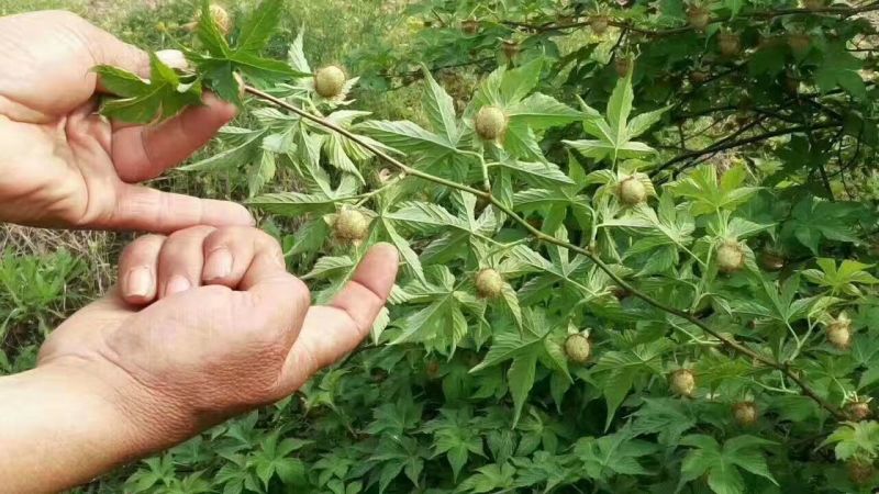 掌叶覆盆子种苗