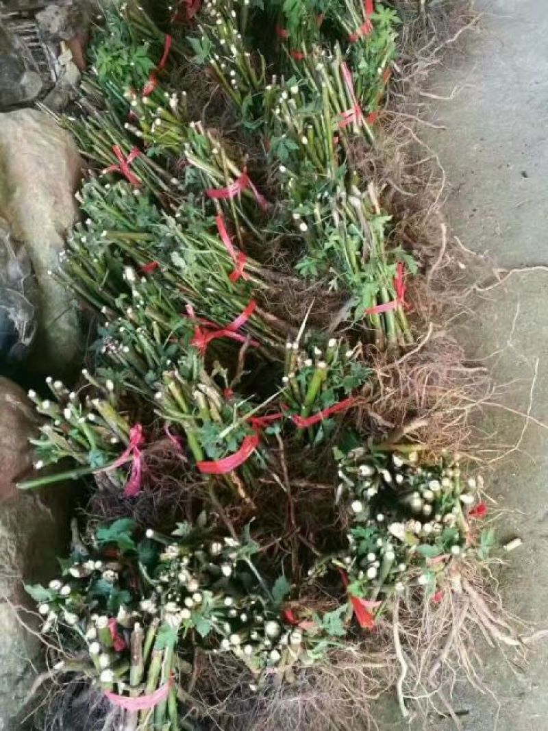 掌叶覆盆子种苗