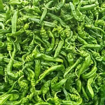 螺丝椒15~20厘米青特辣