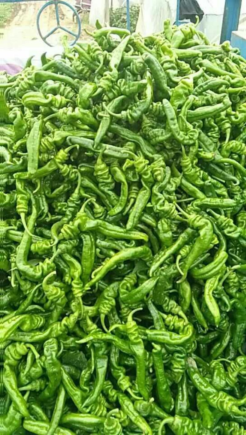 螺丝椒15~20厘米青特辣