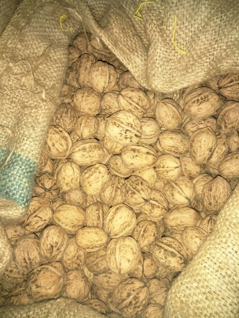 山核桃去皮干