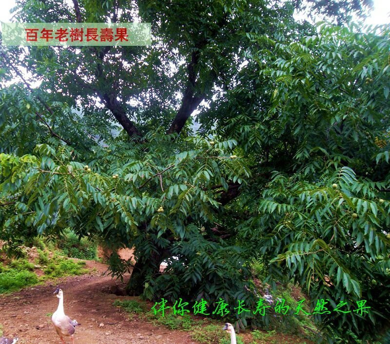 山核桃去皮干