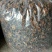 蘑菇一级3cm