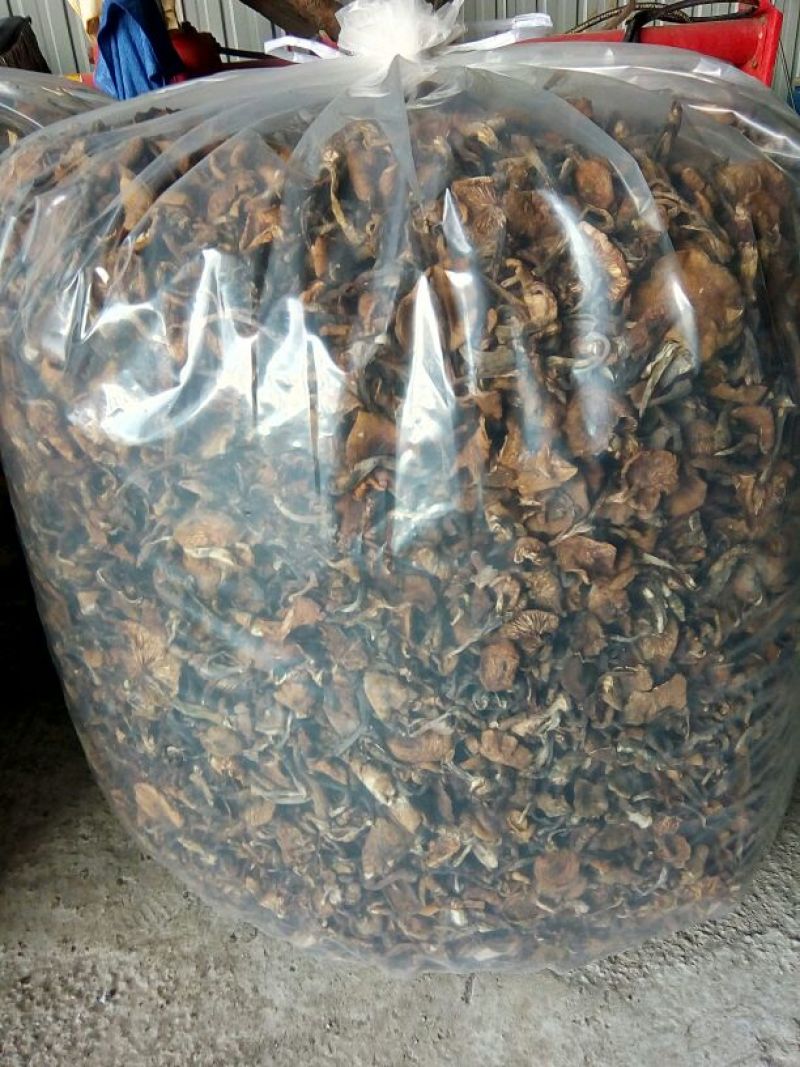 蘑菇一级3cm
