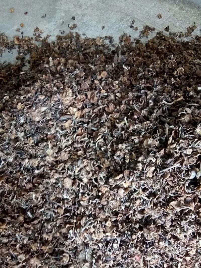 蘑菇一级3cm