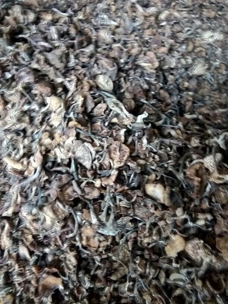 蘑菇一级3cm