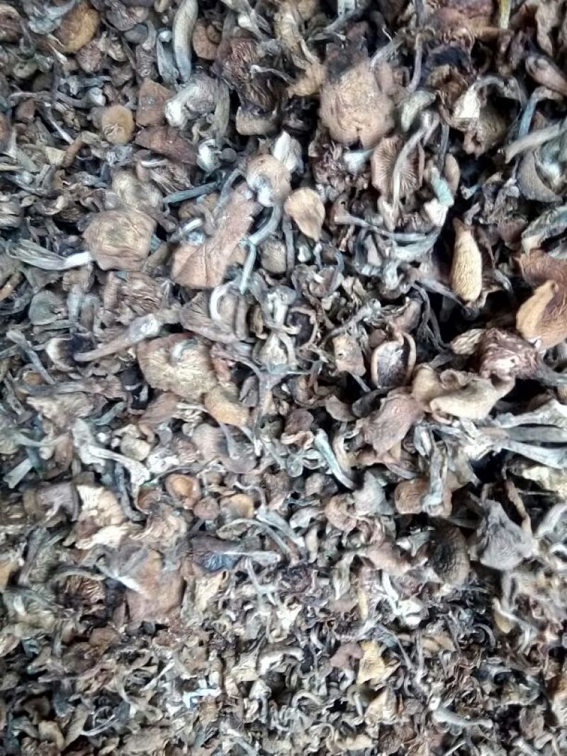 蘑菇一级3cm