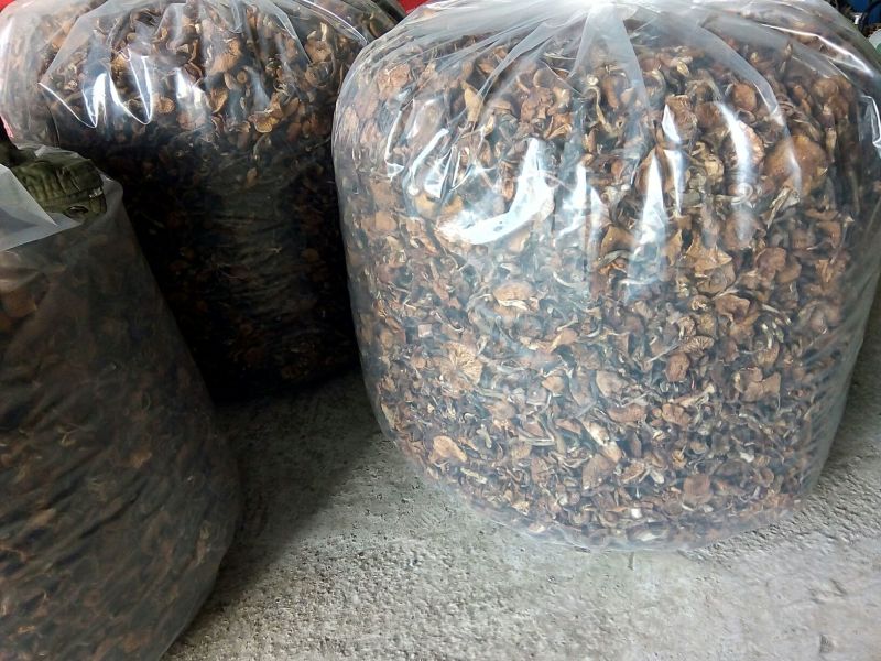 蘑菇一级3cm