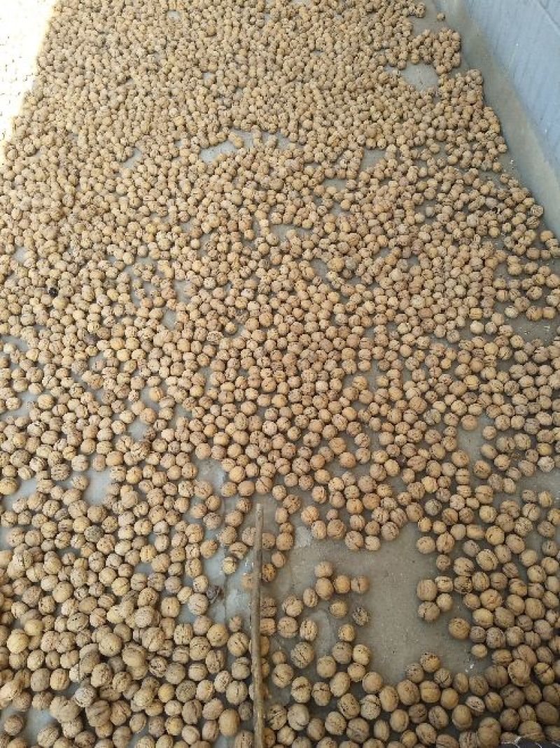 核桃25mm以下去皮干