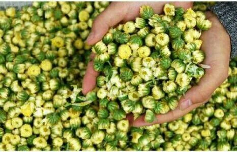 白菊花茶杭白菊精品胎菊
