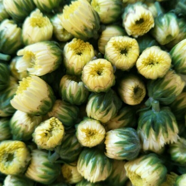 白菊花茶杭白菊精品胎菊