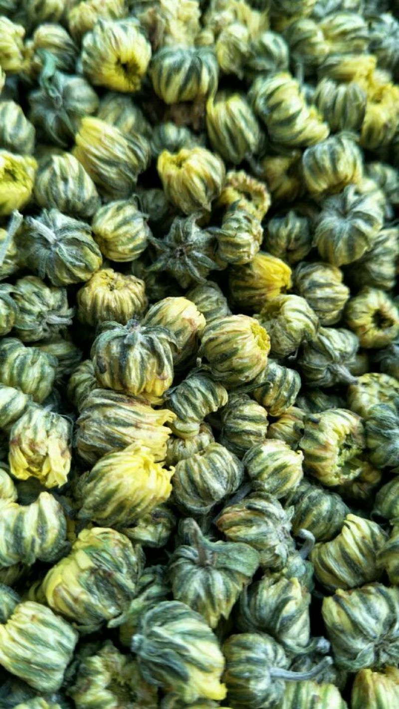 白菊花茶杭白菊精品胎菊