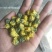 白菊花茶杭白菊精品胎菊