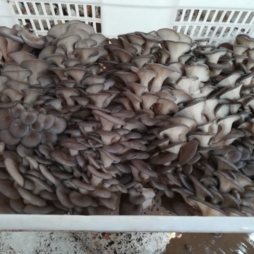 鲜平菇厚5~8厘米浅灰色