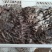 鲜平菇厚5~8厘米浅灰色
