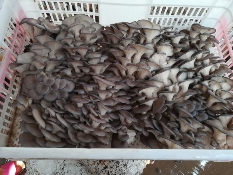 鲜平菇厚5~8厘米浅灰色