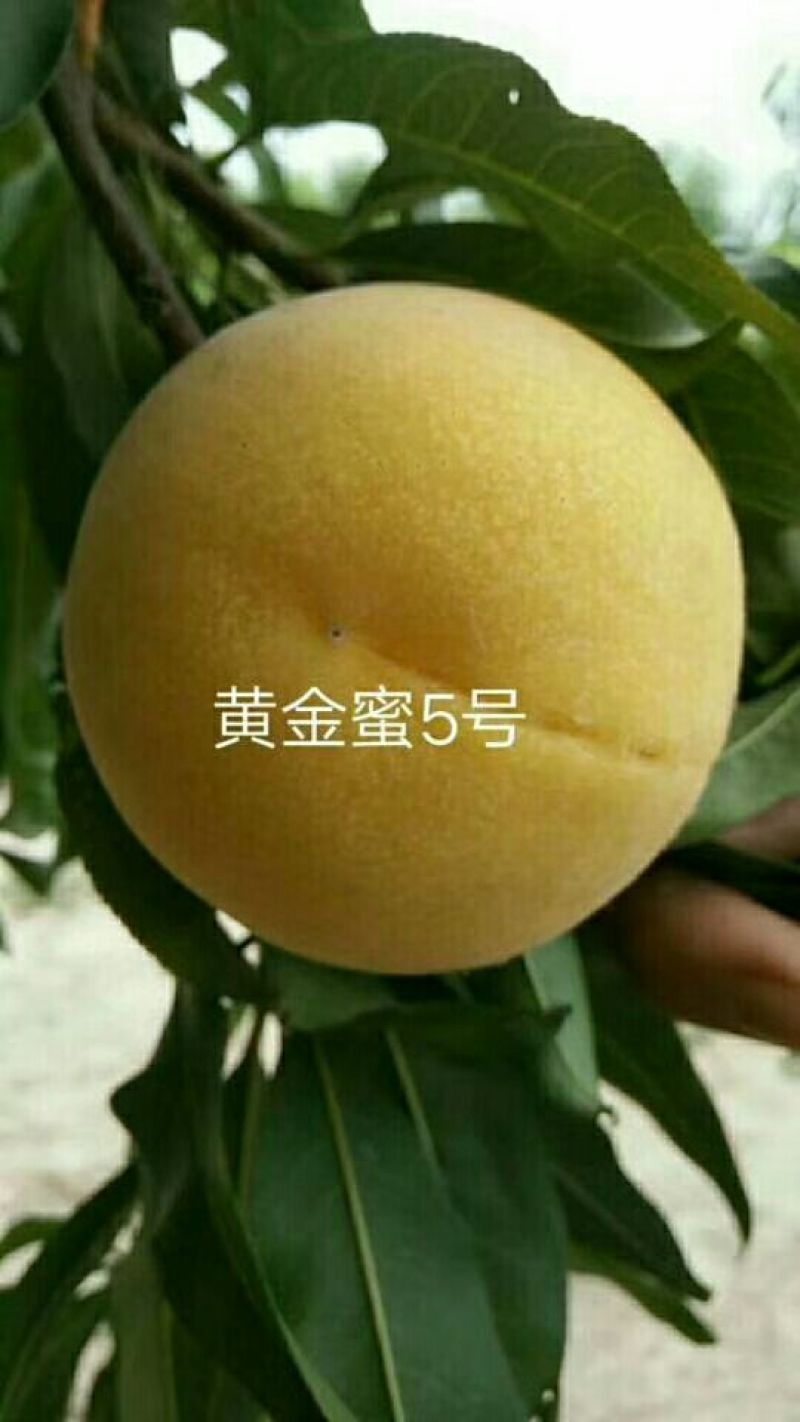 黄桃树苗50~60cm