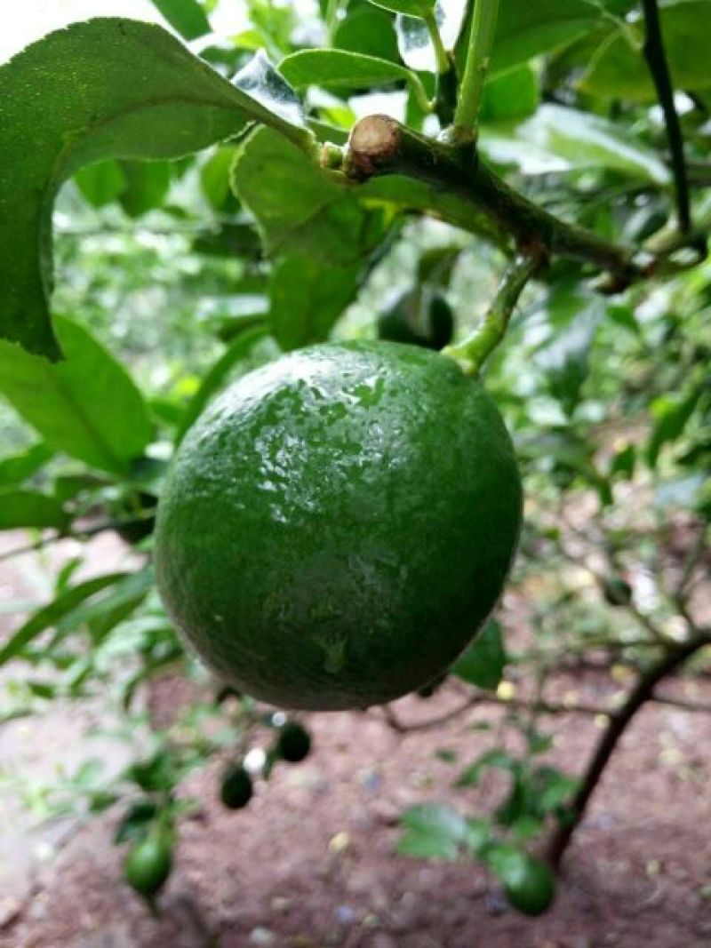 青柠檬1.6~2两