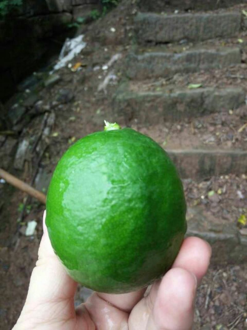 青柠檬1.6~2两