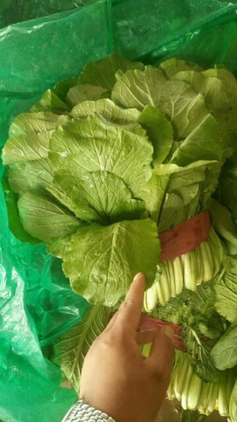 小白菜20~30cm产地直发量大质优商超供应品质
