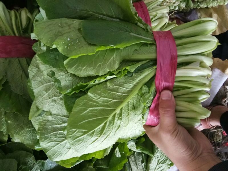 小白菜20~30cm产地直发量大质优商超供应品质