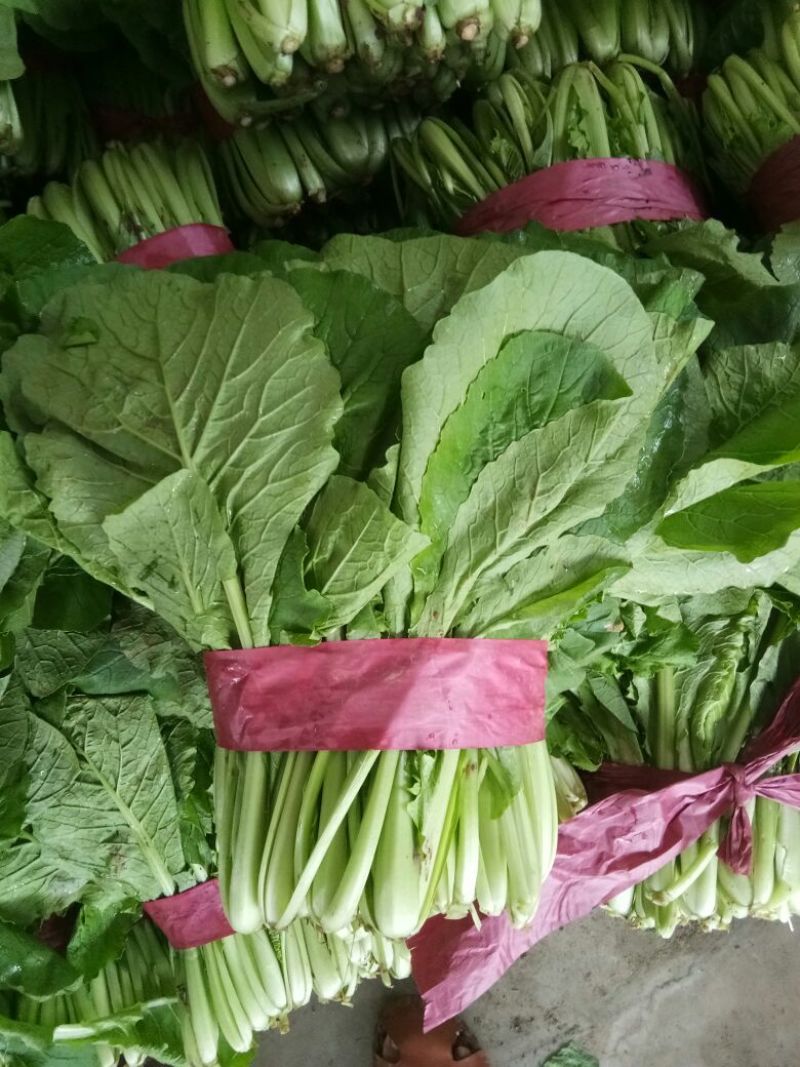 小白菜20~30cm产地直发量大质优商超供应品质