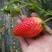 甜宝草莓苗脱毒草莓苗提供技术服务根系发达易成活