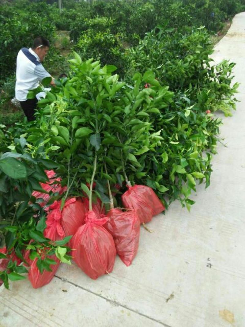 沃柑苗80~120cm