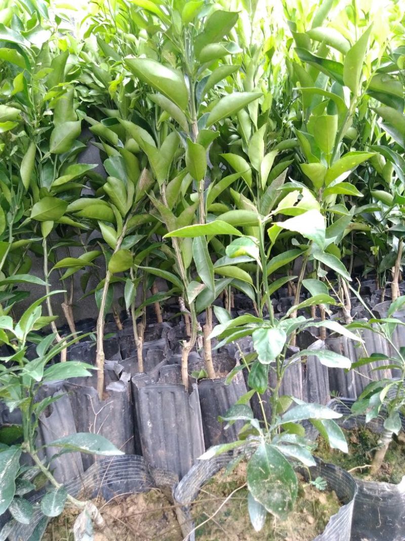 沃柑苗80~120cm
