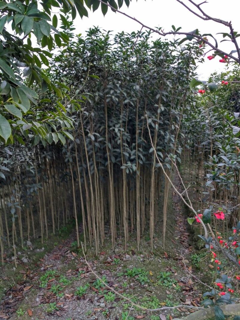 金桂花树苗120cm以上