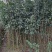 金桂花树苗120cm以上