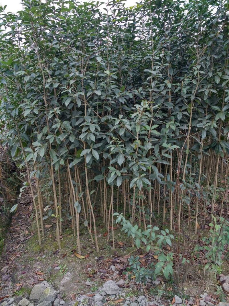 金桂花树苗120cm以上