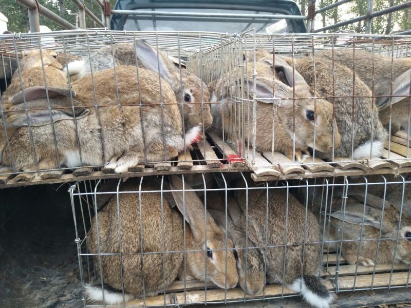 肉兔种兔4kg以上