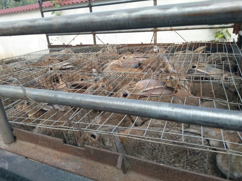 肉兔种兔4kg以上