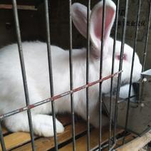 獭兔种兔2~3kg