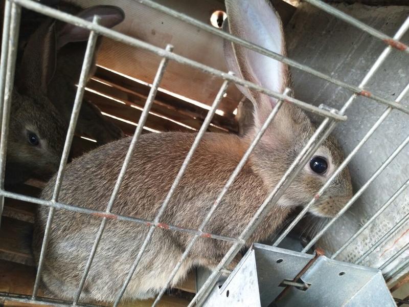 獭兔种兔2~3kg